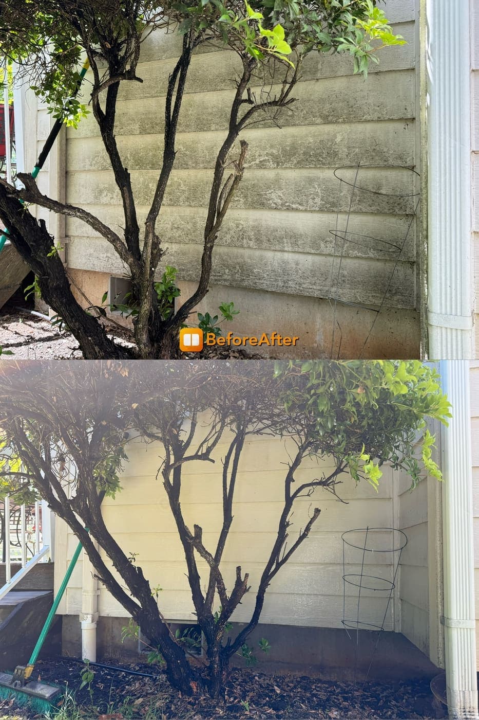 Before and after of moss and algae stained siding cleaned to like-new condition