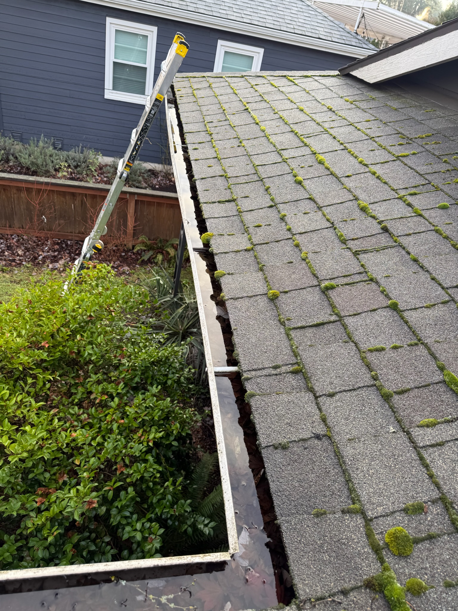 Mossy roof edge with clogged gutter and ladder set up for gutter cleaning service